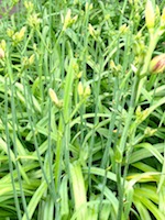 Hübsches Unkraut: Taglilie