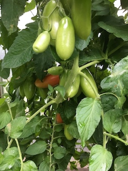 Tomaten II